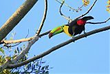 Keel-billed Toucan